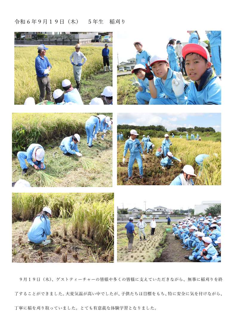 令和6年９月１９日（木） ５年生 稲刈り